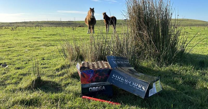 Horse sanctuary launches bonfire night plea after three horses die