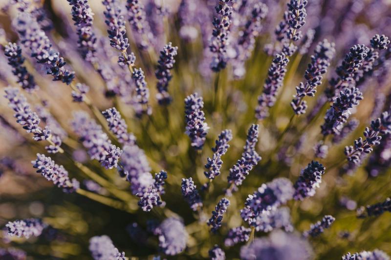 Lavender marriages: What queer unions and relationships can teach us about love and safety