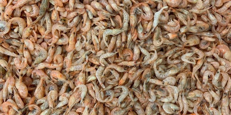 Trump Tariffs | Andhra's Shrimp Exporters Suffer as 50% Orders Cancelled: Report