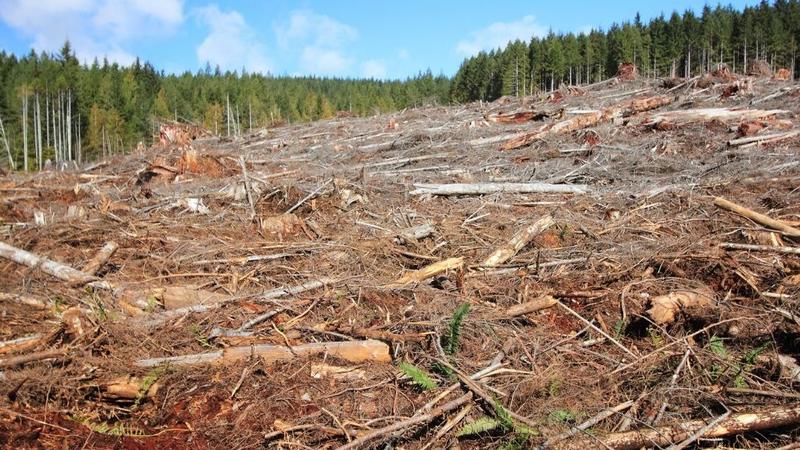 Rösta för skogen i kyrkovalet