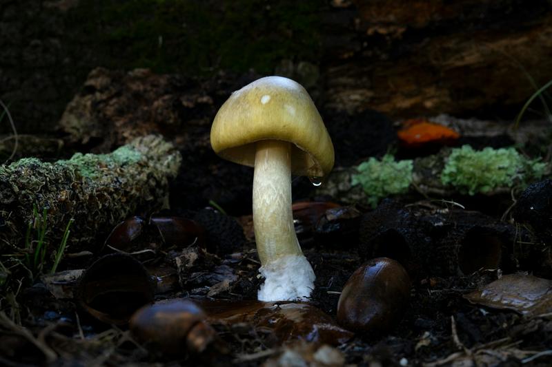 Death Cap Murders portrays Erin Patterson as a woman who craved community – and would ‘stop at nothing’