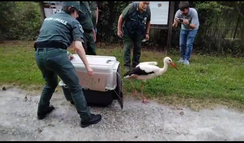 Una cicogna e cinque rapaci guariti tornano a volare nel Parco Adda Sud
