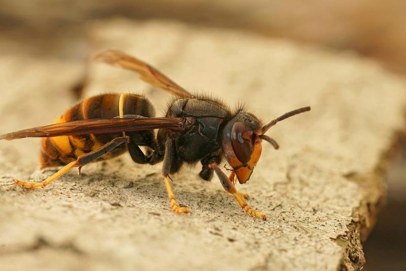 Quels risques le frelon « asiatique » à pattes jaunes fait-il courir à la santé humaine et aux abeilles ? Comment s’en protéger ?