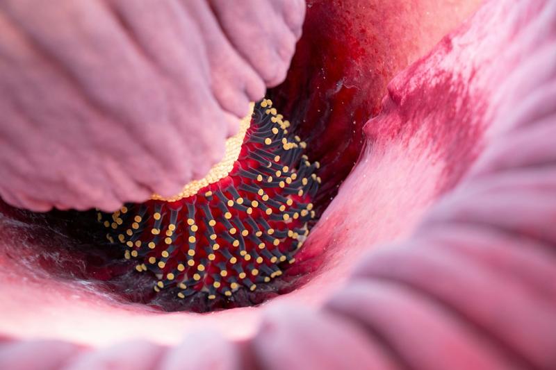 How a corpse plant makes its terrible smell − it has a strategy, and its female flowers do most of the work