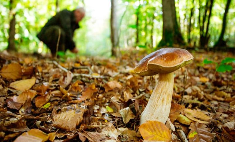 Scivola in un fossato mentre cerca funghi: salvato dai vigili del fuoco