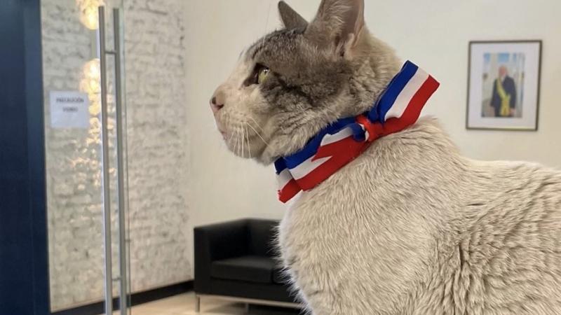 Branquinho, o gato “recepcionista” da embaixada brasileira em Santiago que tem até crachá