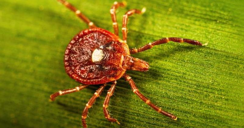 Trouble Eating Red Meat? You Might Have a Tick-Borne Allergy