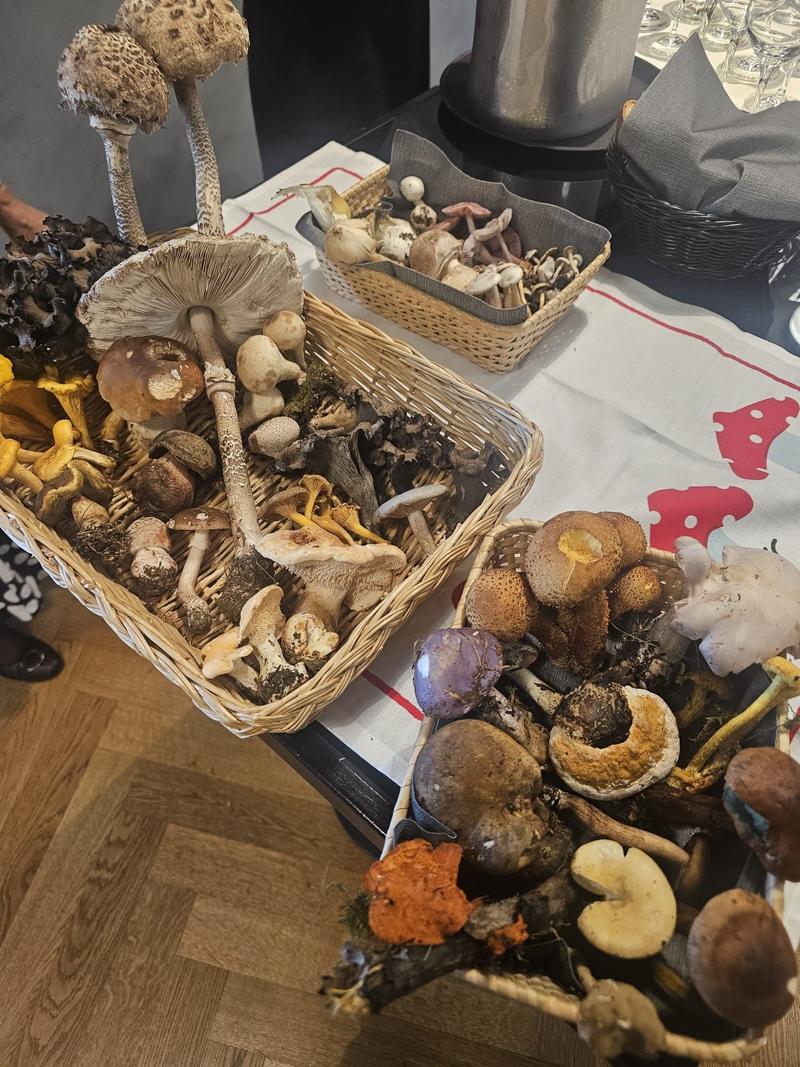 Pilze im Bundeshaus