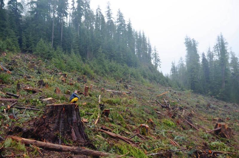 Letters Sept. 16: Victoria's storm sewers; old growth keeps Island cool