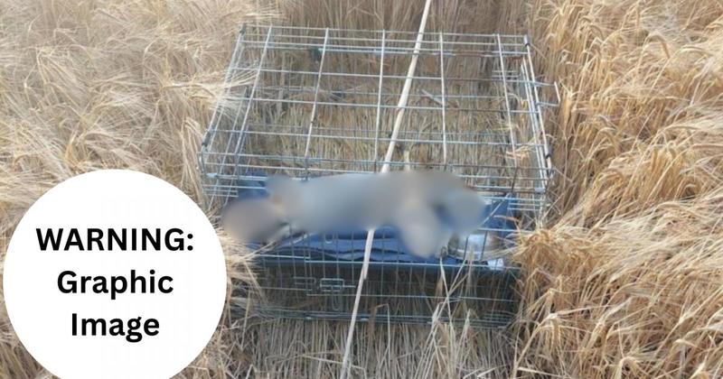 Probe ongoing nearly three months after dead dog found in crate