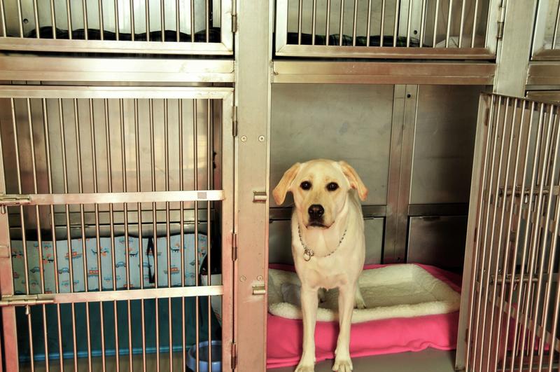 Letters: Pet businesses need more oversight