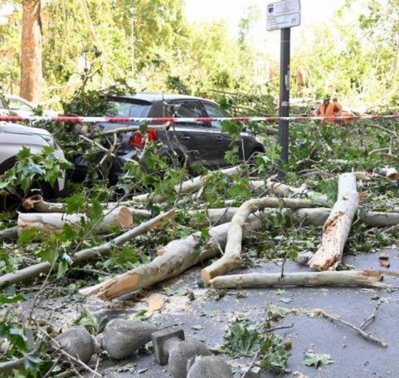 Un albero gli distrugge l’auto: chiede 19mila euro al Comune ma la risposta è negativa: “Era in divieto di sosta”