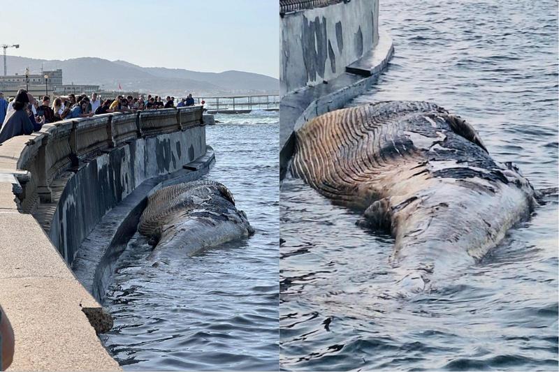 Carcassa di balenottera trovata in mare a Livorno