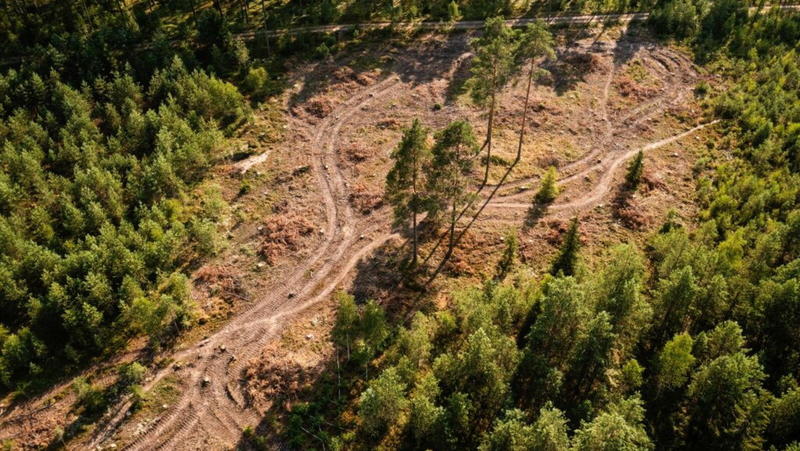 Per il Regolamento Ue sulla deforestazione serve una fase di transizione