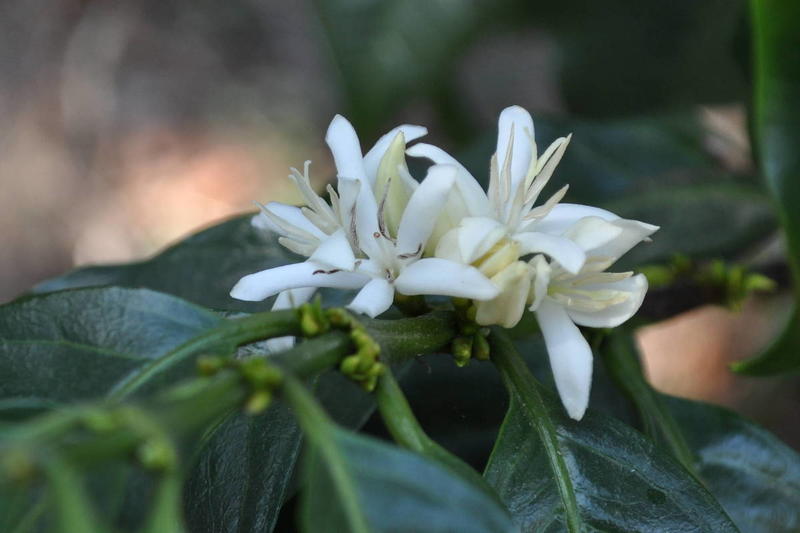 Como a chegada da primavera afeta seu café (e o preço dele)