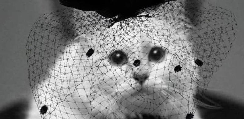 Menos filhos, mais pets: a ascensão de um mercado de US$ 500 bilhões
