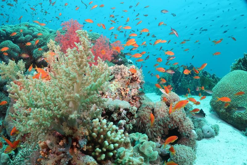 New research confirms Eilat corals’ remarkable resilience to rising temperatures