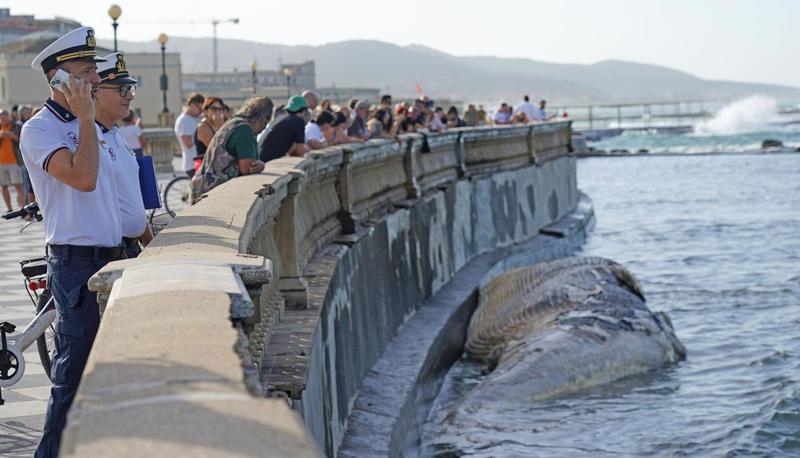 Livorno, balena spiaggiata sul lungomare: la rimozione e i dubbi sulla morte