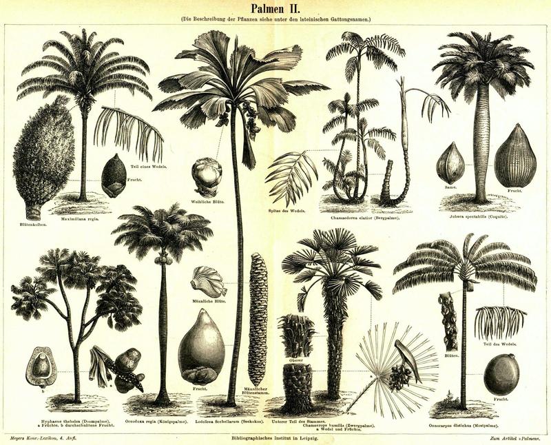 Pendant des siècles, les plantes n’ont cessé de changer de nom, voici pourquoi cela est en train de s’arrêter