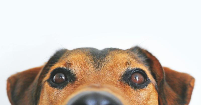 Think Like a Dog