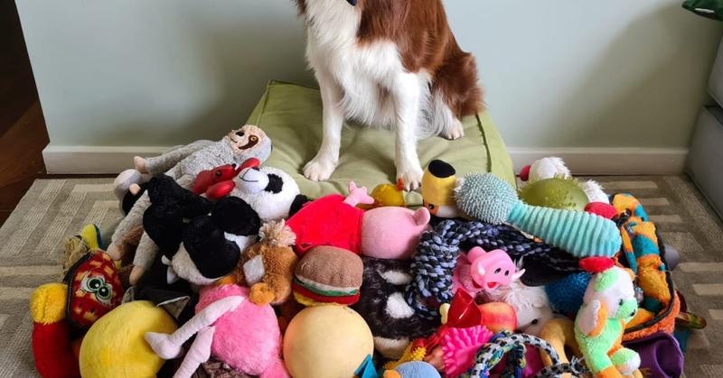 Gifted Dogs Generalize Words to Items With the Same Function