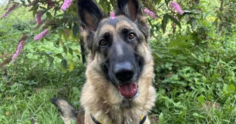 Dog with 'heart full of love to share' looking for forever home