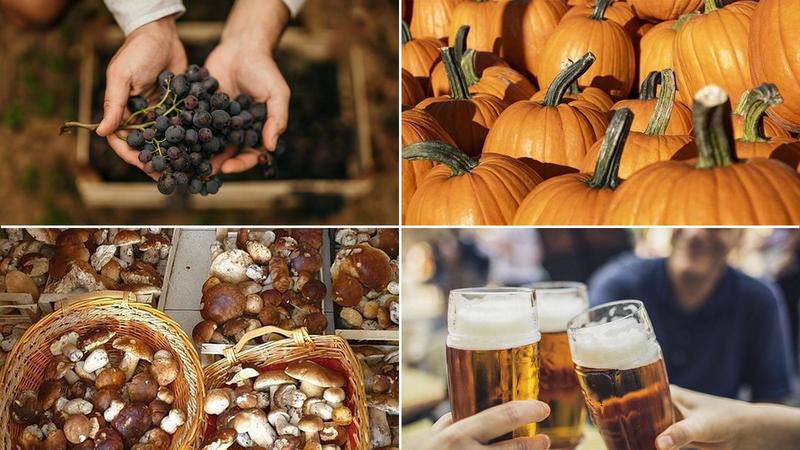 Emilia Romagna, tante feste e sagre nel weekend: eventi da leccarsi i baffi /