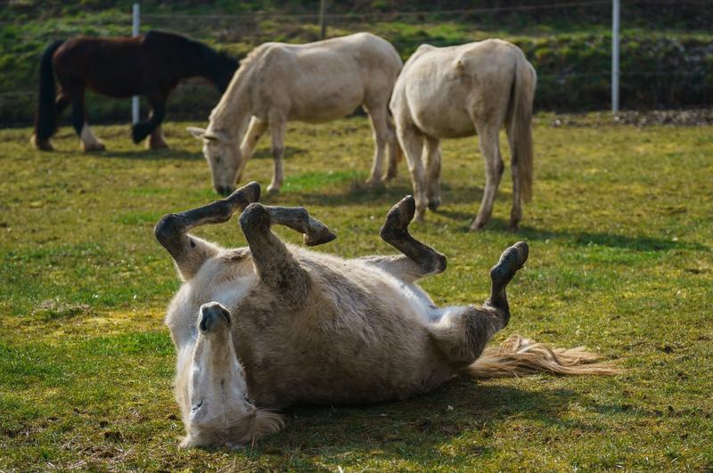 Ziege, Pferd und Muli