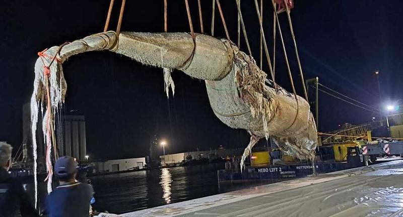 Balenottera a Livorno, 12 ore per portarla via: «Sezionata in Darsena Petroli»