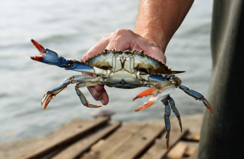 Il granchio blu invade l’Adriatico, Arpae: ecco perché