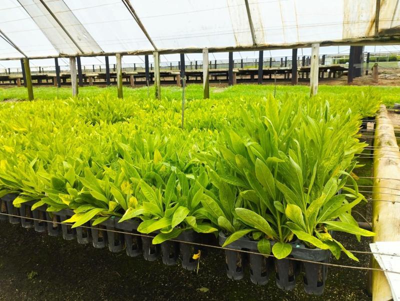 This Startup Is Growing Metal On Farms Instead Of Mining It
