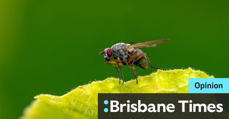Smaller than a housefly’s scrotum? Germans have a word for that