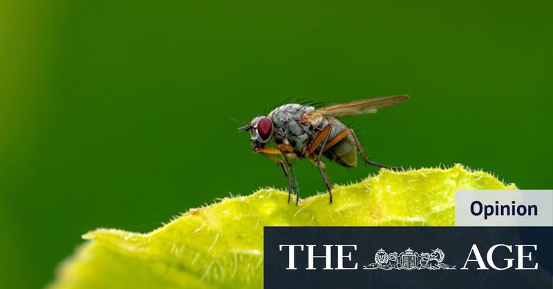 Smaller than a housefly’s scrotum? Germans have a word for that