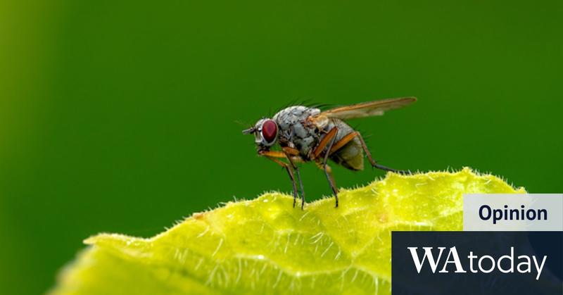 Smaller than a housefly’s scrotum? Germans have a word for that