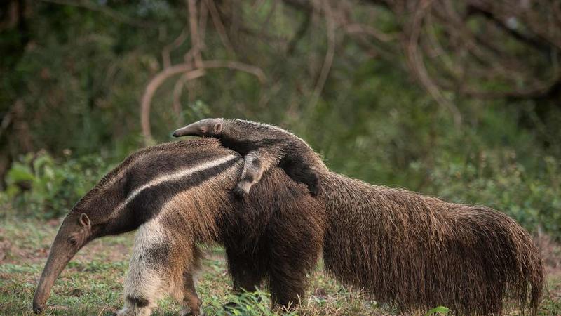 Geheimnisse des Ameisenbär: Privatdetektiv Tierforscher