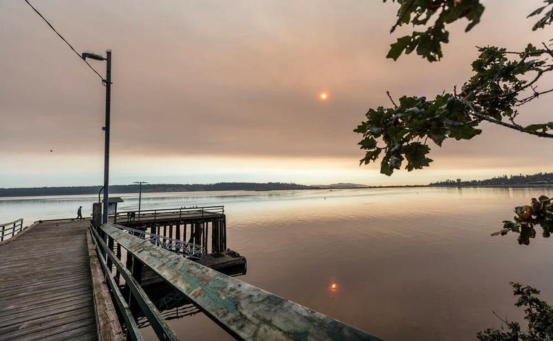 Letters Sept. 19: American ash; population growth