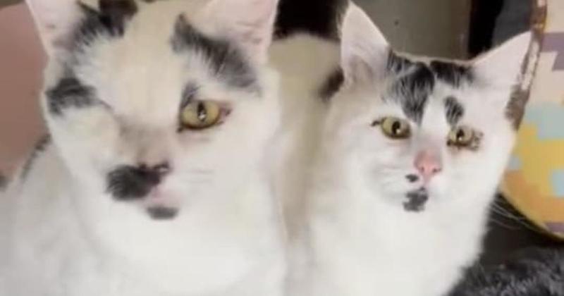 'Gorgeous' pair of cats with three eyes between them need new home