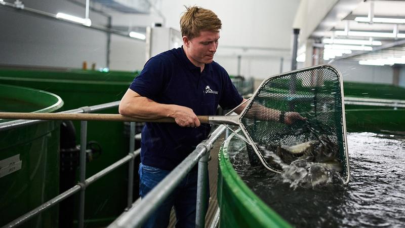 Ernährung | Zander aus der Fischfabrik: Ein Leben ohne Fluss