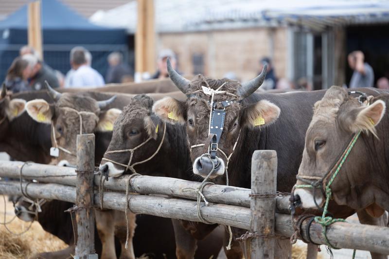 Zuger Stierenmarkt: Das Vorgehen der Tierschutzaktivisten irritiert