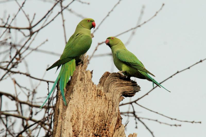 Pappagalli verdi specie aliena, perché l’invasione dei parrocchetti dal collare non si arresta