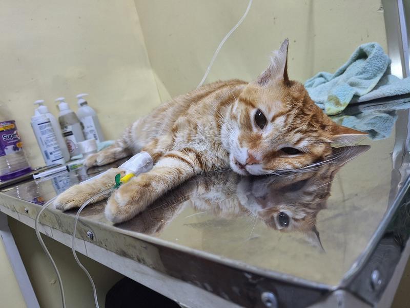 Diego Hidalgo: Esterilización y vacunas son claves para la salud de los gatos