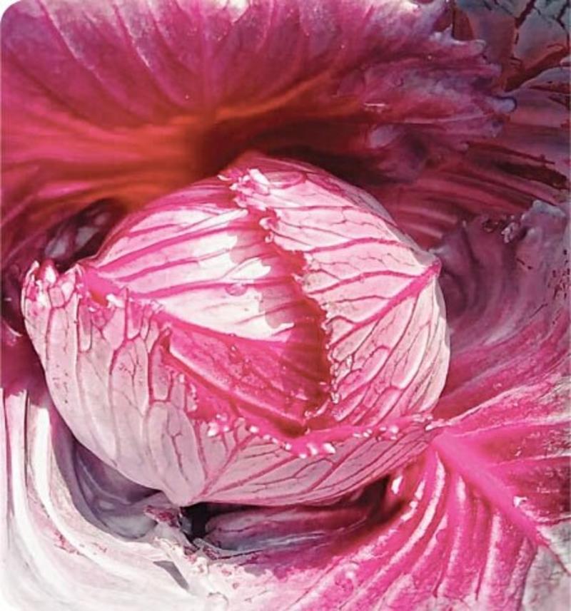 GARDENING: THE RED HARVEST