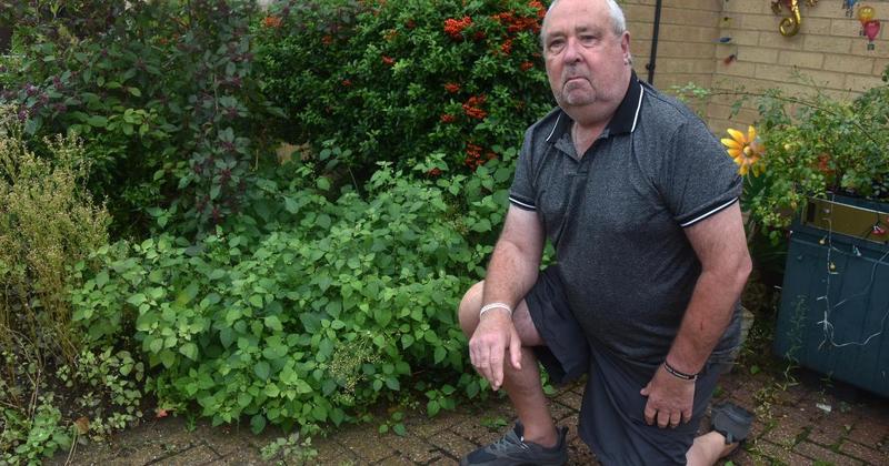 Pensioners angry at council for ignoring fears over deadly plant