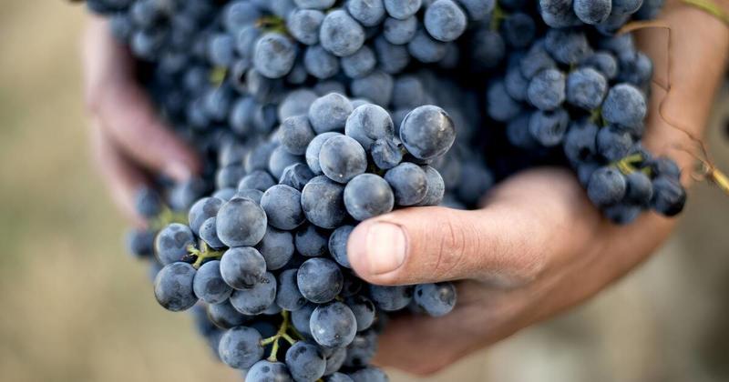 Why our fruits and vegetables are big and shiny but less nutritious