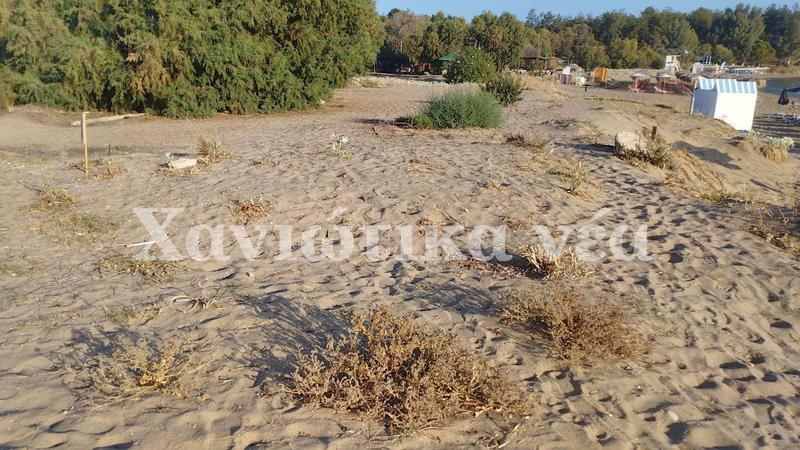 Ούτε φυλλαράκι…