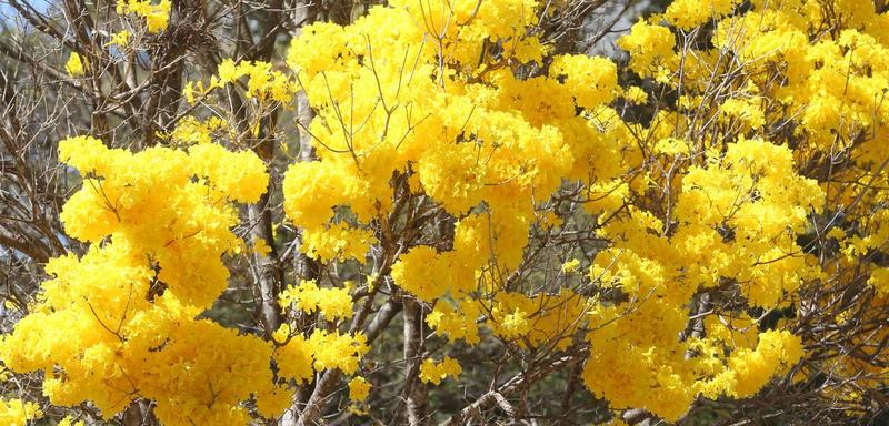 Setembro amarelo: um viés sociopolítico