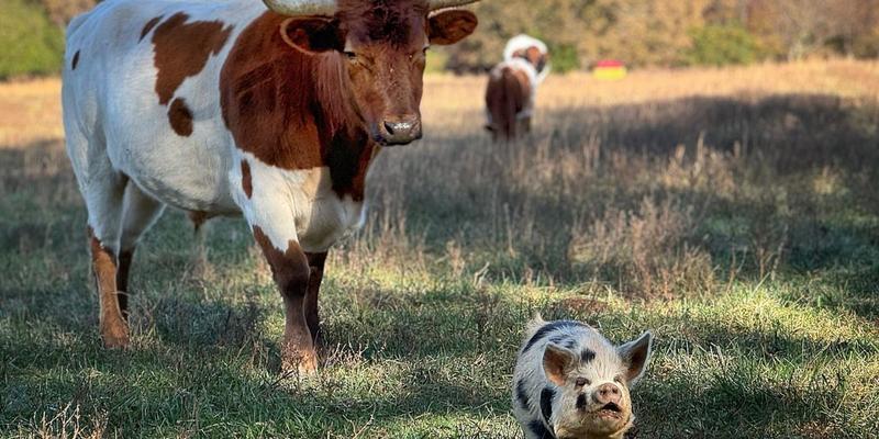 To Meet the Sustainable Development Goals, Prioritize Animal Welfare