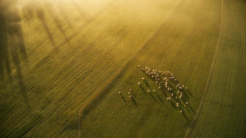 The Battle Over ‘Regenerative’: Why Agriculture’s Hottest Term Has No Clear Definition