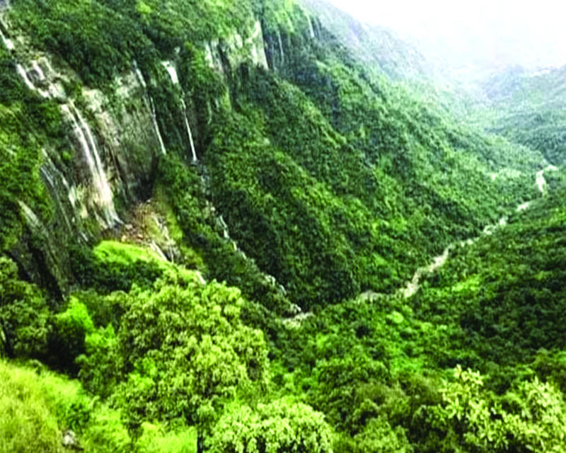 Redefining ‘forest’ : A nuanced approach for conservation