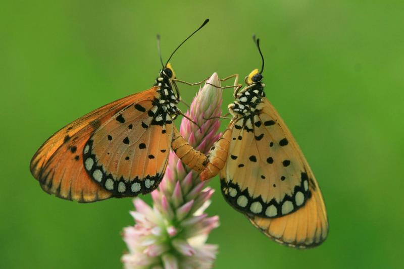 Spring air is humming with insects. But we’re blind to what’s happening to them